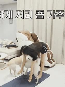 온라인슬롯, 슬롯사이트, 온라인카지노, 슬롯커뮤니티 슬롯왕국 - 개랑 즐거운 한때를 보내는 유튜버