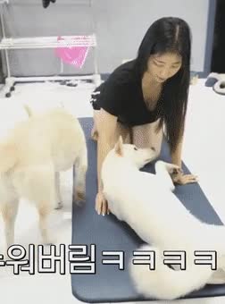 온라인슬롯, 슬롯사이트, 온라인카지노, 슬롯커뮤니티 슬롯왕국 - 개랑 즐거운 한때를 보내는 유튜버