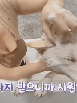 온라인슬롯, 슬롯사이트, 온라인카지노, 슬롯커뮤니티 슬롯왕국 - 개랑 즐거운 한때를 보내는 유튜버