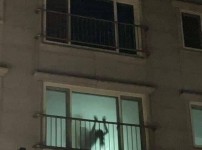 온라인슬롯, 슬롯사이트, 온라인카지노, 슬롯커뮤니티 슬롯왕국 - 아파트 창문에 찍힌 처녀귀신 ㄷㄷ   