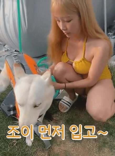 온라인슬롯, 슬롯사이트, 온라인카지노, 슬롯커뮤니티 슬롯왕국 - 진돗개 수영시키는데 다른데로 눈이가네