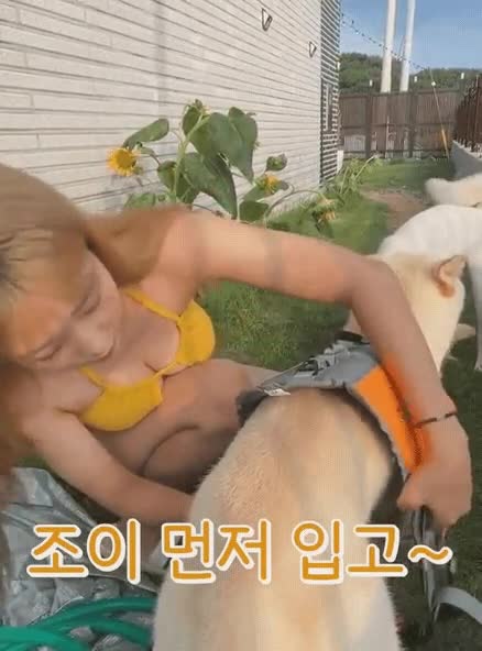 온라인슬롯, 슬롯사이트, 온라인카지노, 슬롯커뮤니티 슬롯왕국 - 진돗개 수영시키는데 다른데로 눈이가네