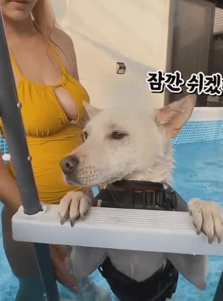 온라인슬롯, 슬롯사이트, 온라인카지노, 슬롯커뮤니티 슬롯왕국 - 진돗개 수영시키는데 다른데로 눈이가네