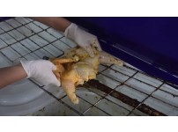 온라인슬롯, 슬롯사이트, 온라인카지노, 슬롯커뮤니티 슬롯왕국 - 태국가면 꼭 가볼만한 구운 치킨 맛집   
