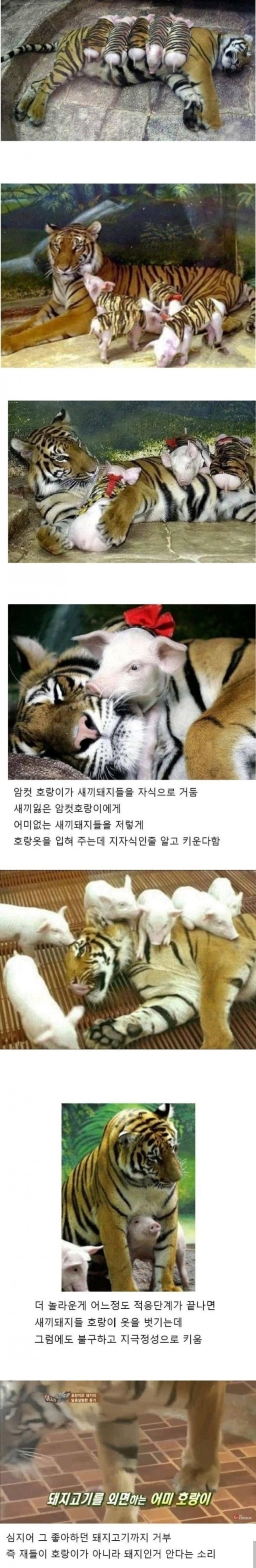 슬롯왕국,슬롯나라,슬롯,슬롯커뮤니티,잭팟,프라그마틱